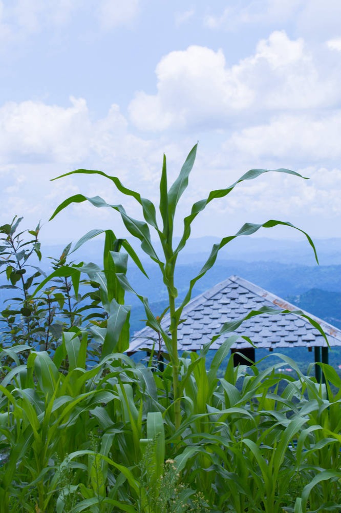 Plant a Tree at Rakkh Resort Dharamshala Himachal