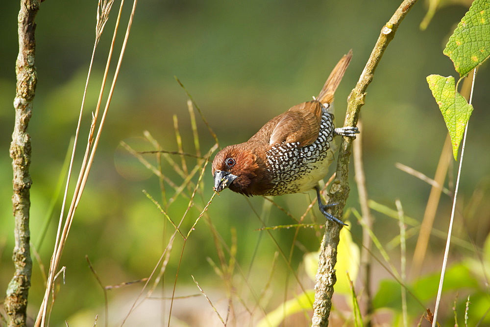 Bird Wathing in Rakkh Resort Palampur