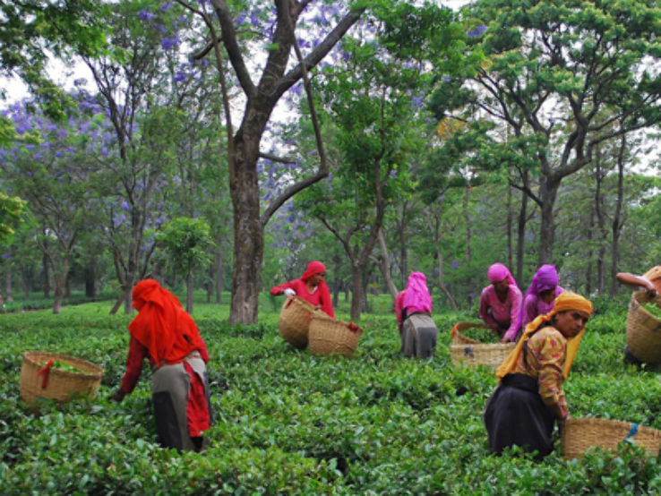 Tea picking in Kangra, Himachal Pradesh