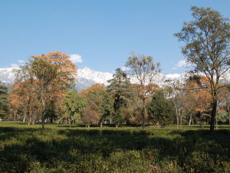 tea plantation near our resort in dharamshala