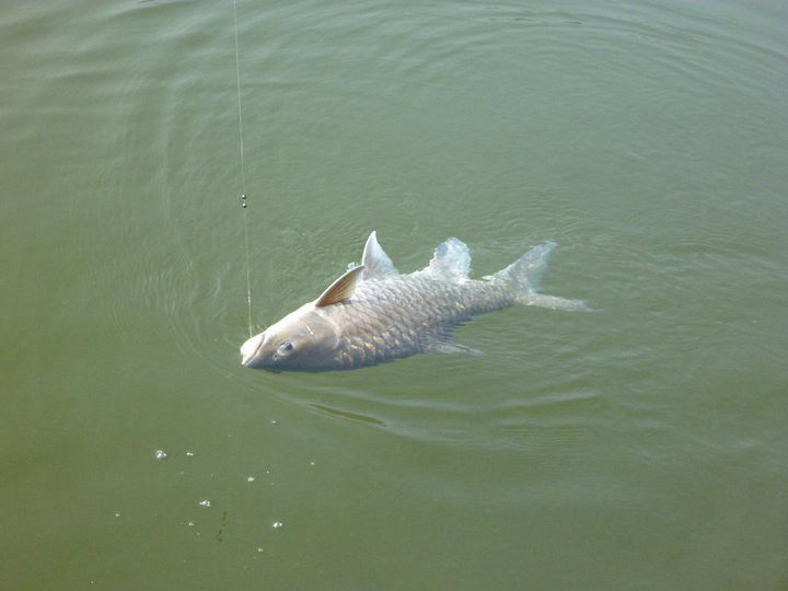 Mahseer in Pong Dam