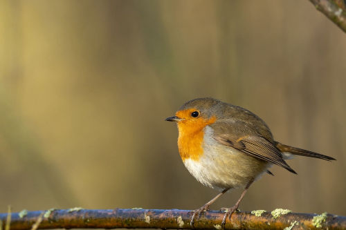 A robin bird perching and silently observing and enjoying the weather.