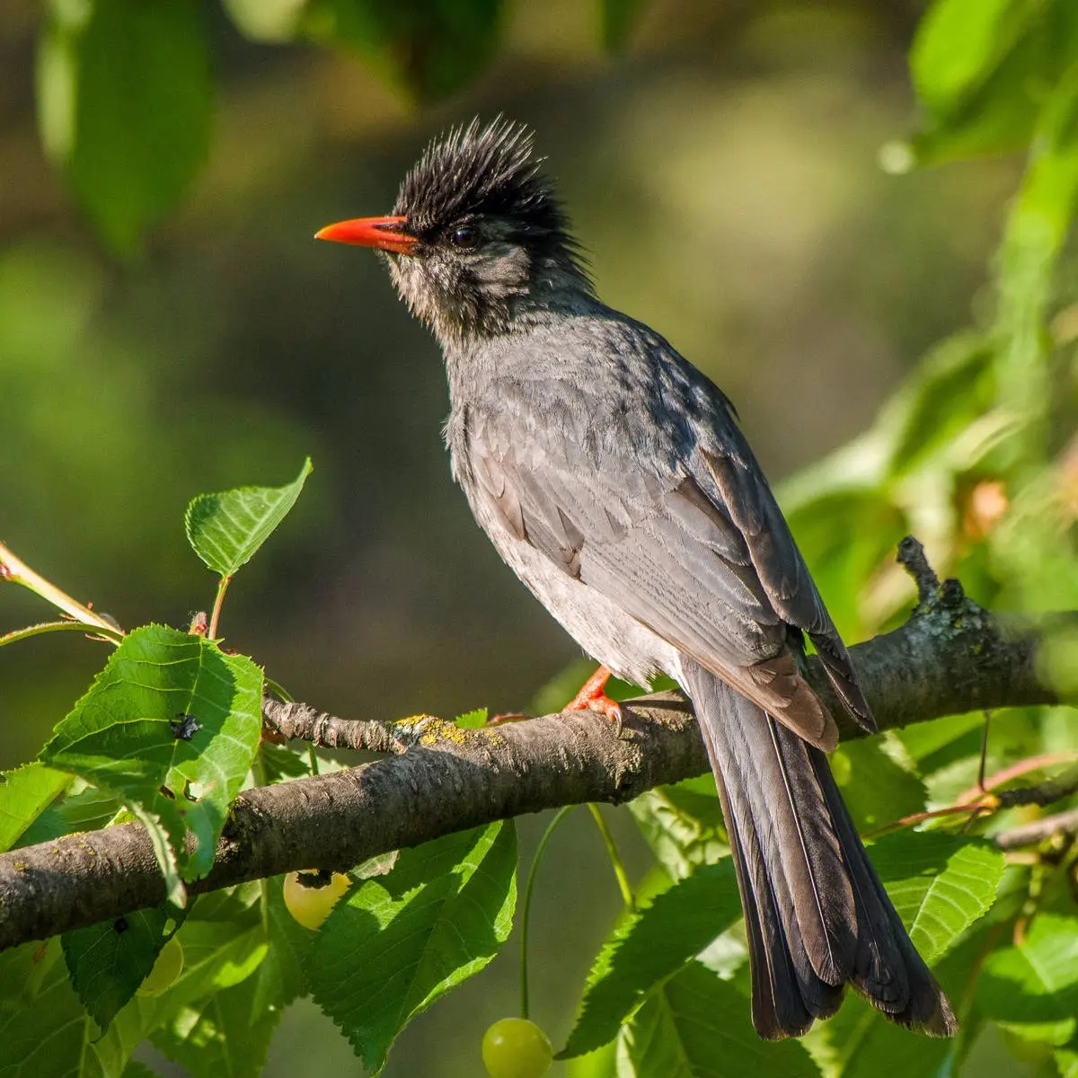 Black Bulbul