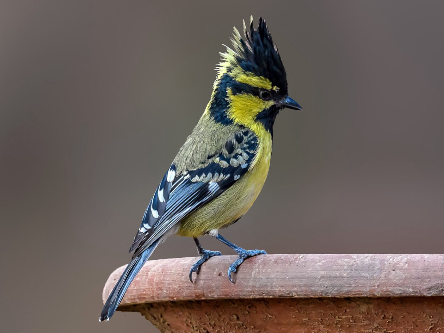 Himalayan Black Lored Tit