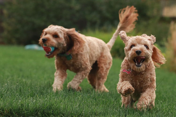 Pets playing and enjoying at our resort in Himachal Pradesh