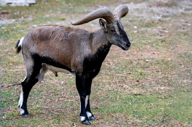 goat near our resort in himachal pradesh