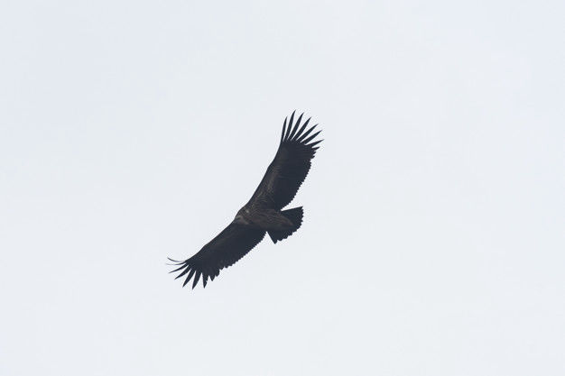 bird flying above our resort in himachal pradesh