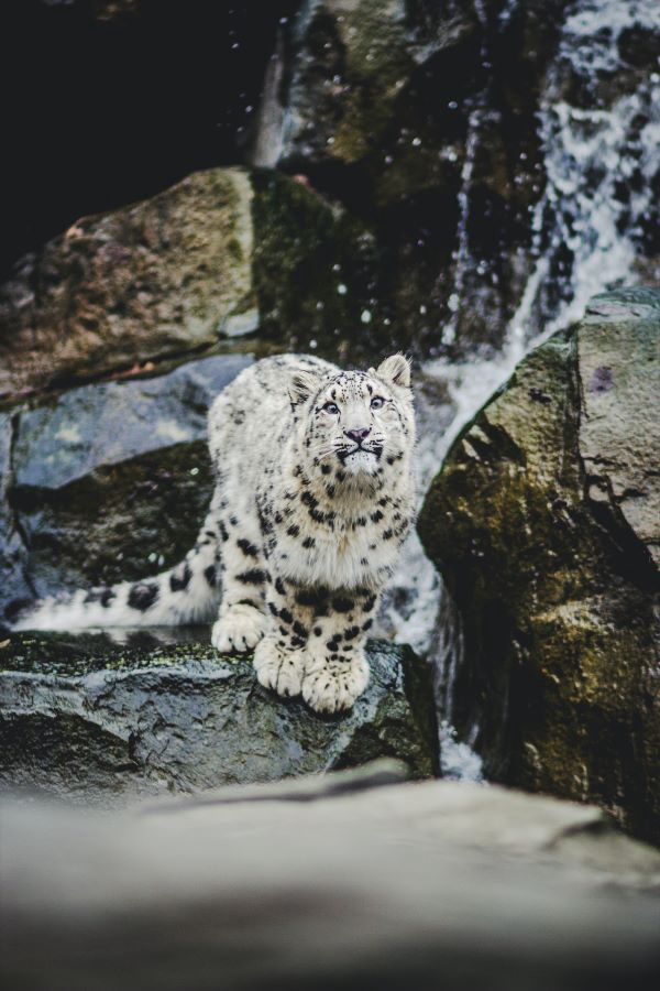 A snow leopard in the Pin Valley National Park Himachal Pradesh