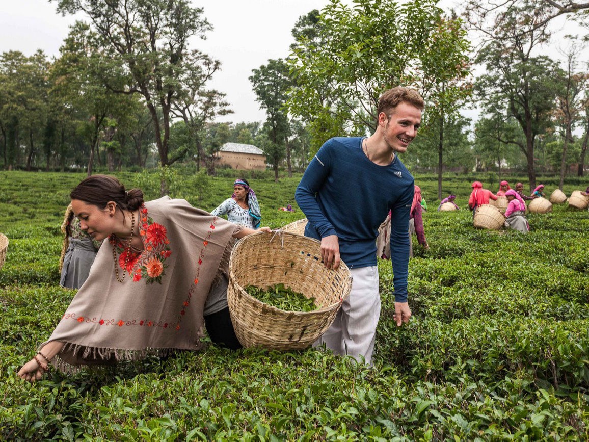 tea garden near our resort in dharamshala