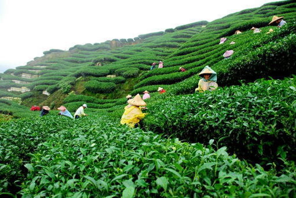 Tea pickers in Himachal Pradesh