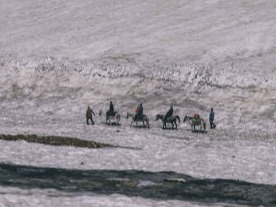 horses near a resort in dharmshala