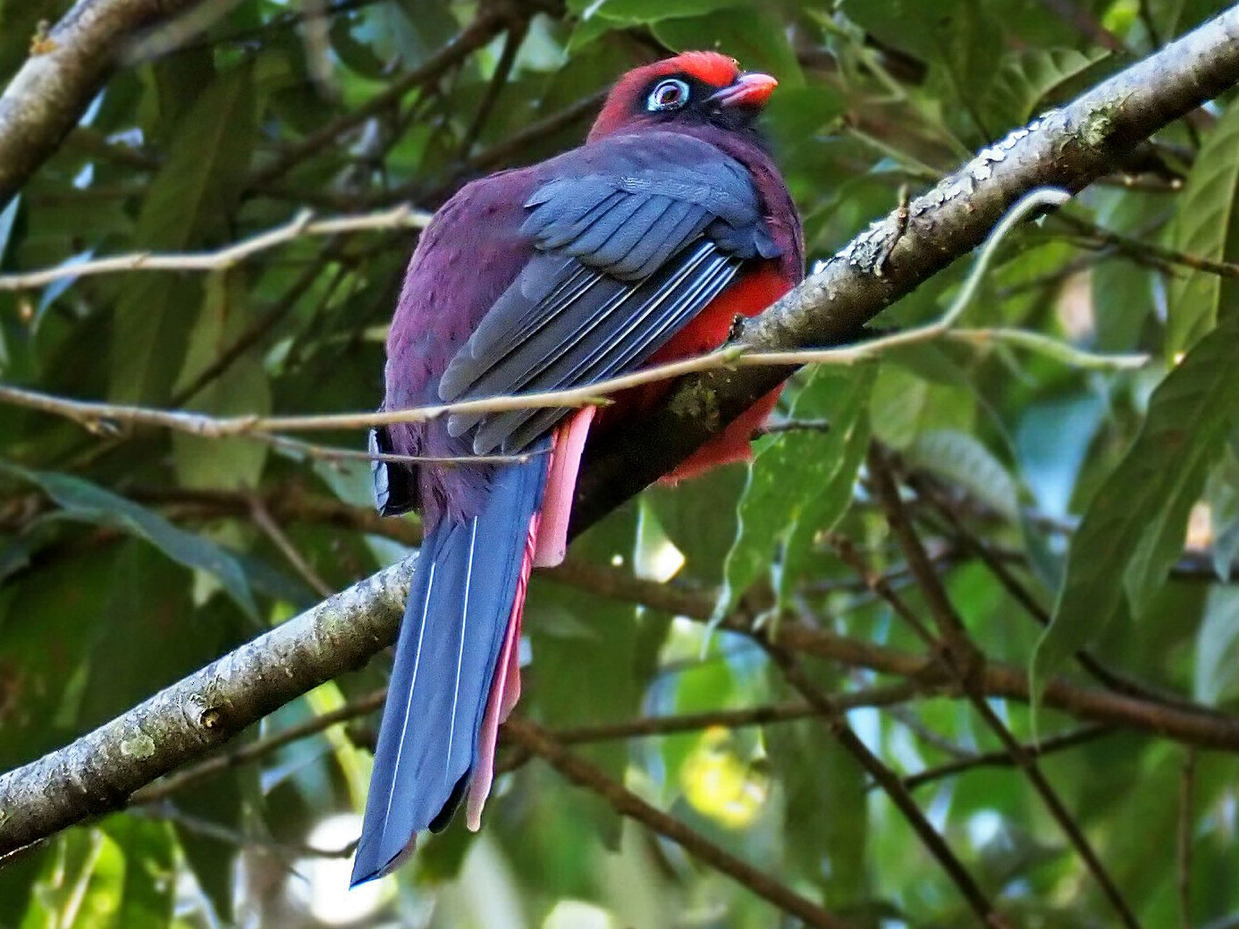 Ward’s Trogon 