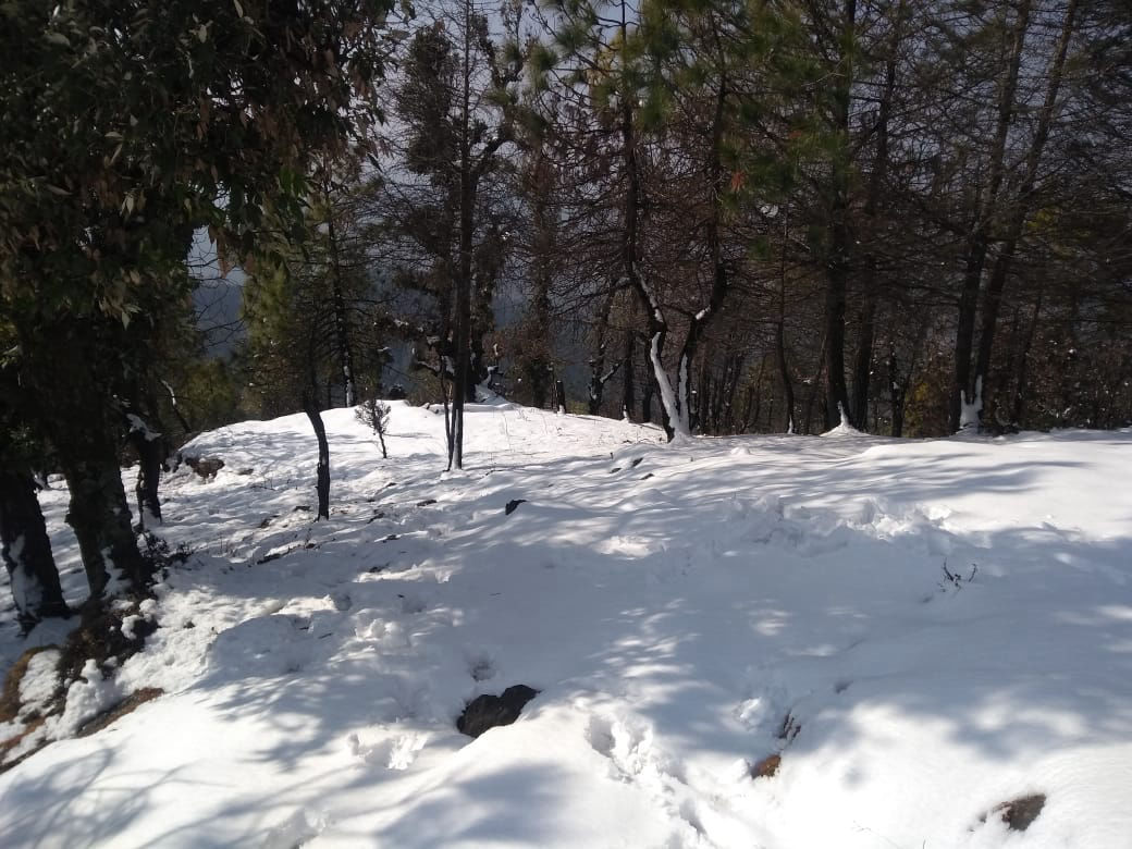 snow at our resort in dharamshala