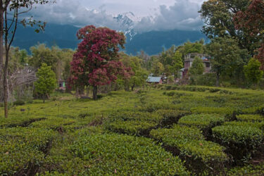 The Famed Palampur Tea Plantations