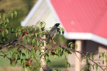 Birds of Himachal Pradesh