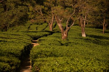 Tea Gardens and Serenity: Exploring Palampur’s Tea Capital