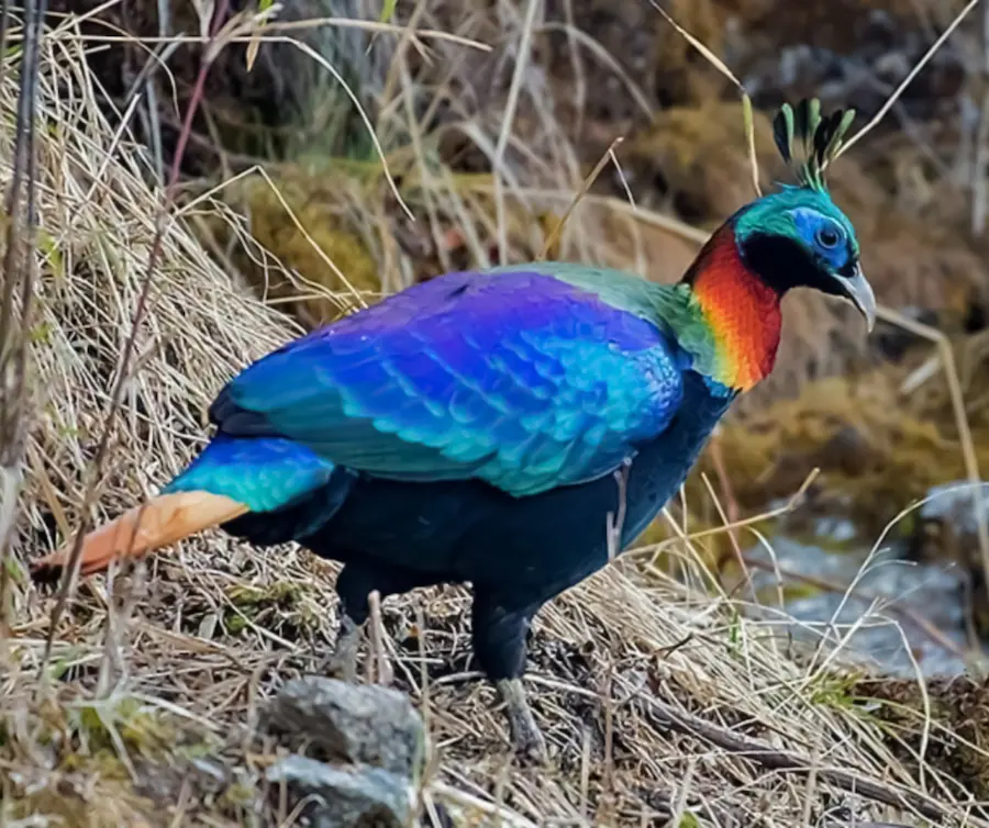 Monal bird-Churdhar Wildlife Sanctuary