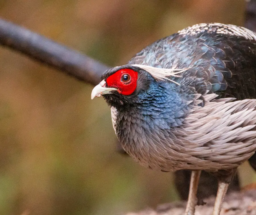 Kaleej bird- Inderkerilla National Park