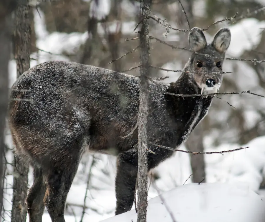 Musk deer -Kais Wildlife scantury