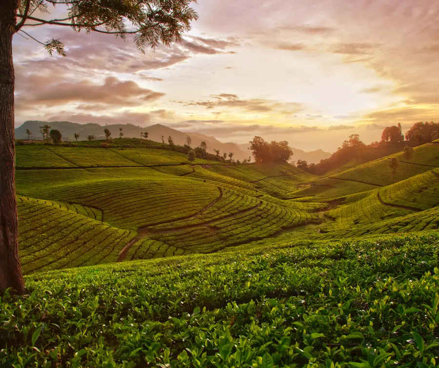 tea estates in Dharamshala 