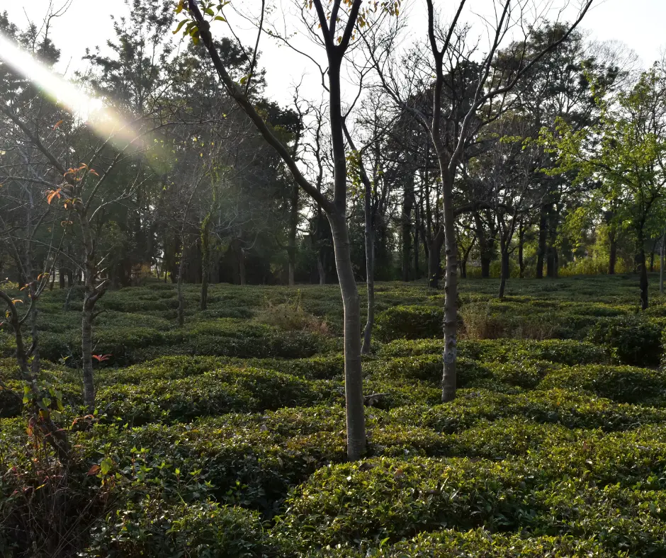 Kangra tea Plantation