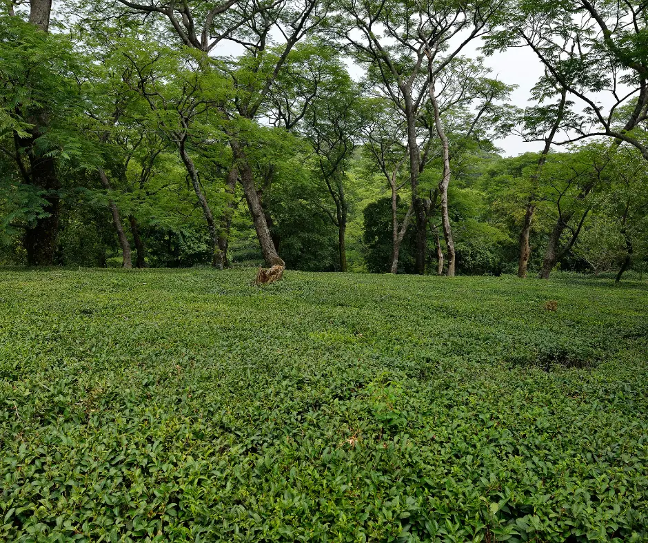 Tea Pantation in Dharamshala