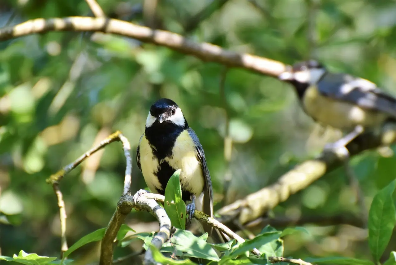 wildlife - Resort in Dharamshala