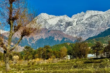 A Morning in the Mountains: What Staying at a Resort in Palampur Really Feels Like