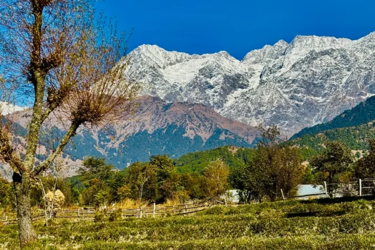 Read more about the article A Morning in the Mountains: What Staying at a Resort in Palampur Really Feels Like