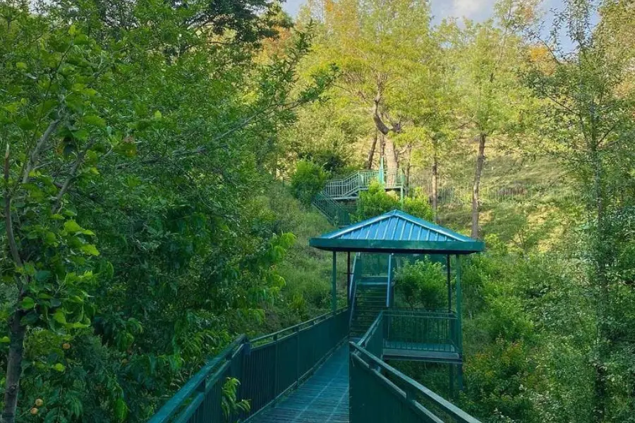 beautiful walkway through the forest