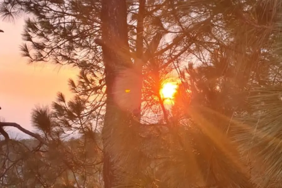 sun rays shining through the trees